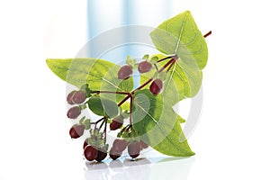 St. JohnÃÂ´s Wort plant (Hypericum perforatum)