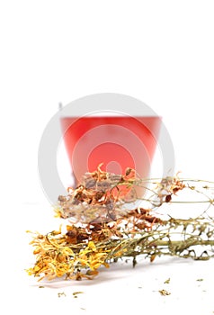 St. John`s wort tea on white background