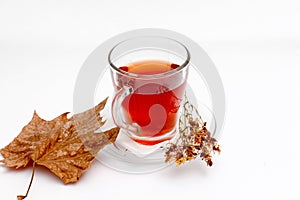 St. John`s wort tea on white background