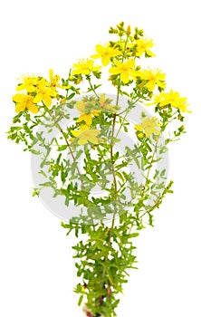 St John`s wort, yellow blossom of tutsan bush, herbal medicinal