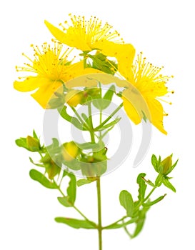 St John`s wort, yellow blossom of tutsan bush, herbal medicinal