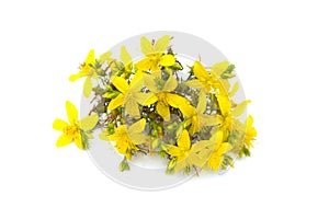 St John`s wort, yellow blossom of tutsan bush, herbal medicinal Hypericum perforatum plant, isolated on white background