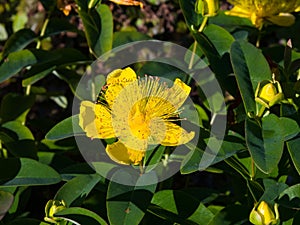 St. John`s Wort or Yellow Rose of Sharon, Hypericum calycinum, flower close-up, selective focus, shallow DOF