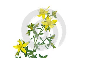 St Johns wort 05