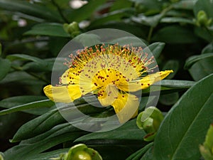 St Johns Wort