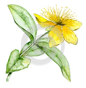 St Johns Wort photo