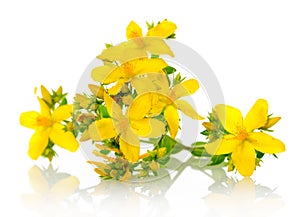 St Johns wort