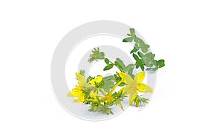 St Johns wort