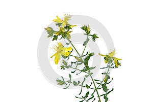 St Johns wort