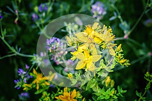 St Johns wort