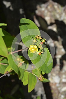 St Johns-wort Grandflorum