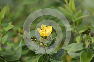 St Johns-wort Hidcote