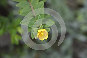 St Johns-wort Hidcote