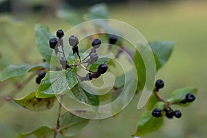 St. Johns Wort Hypericum x inodorum Red Star, ripe black fruit