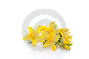 St Johns wort isolated