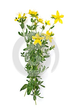 St Johns wort isolated