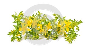 St. Johns wort