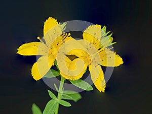 St. Johnswort Wild Flower