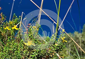 St Johnswort wildflowers Mallorca