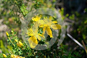 St Johnswort wildflowers Mallorca photo