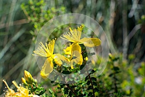 St Johnswort wildflowers Mallorca photo