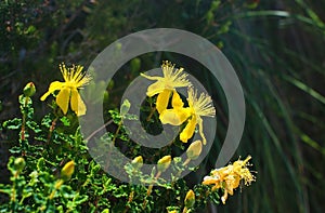 St Johnswort wildflowers Mallorca photo