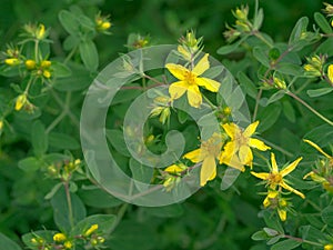 St johnswort yellow flowers blooming in the meadow photo