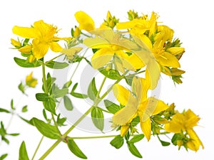 St. Johnâ€™s Wort