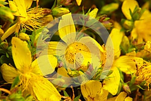 St. Johnâ€™s wort (Hypericum perforatum)  flowering plant with yellow flowers  healing herb