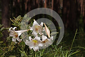 St Joseph\'s Lily (Lilium formosanum) 14184