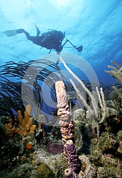 St. Kitts Diver