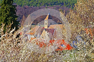 The St. Laurentius church in Gimmeldingen during the almond blossom