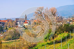 St. Laurentius church in Gimmeldingen during the almond blossom