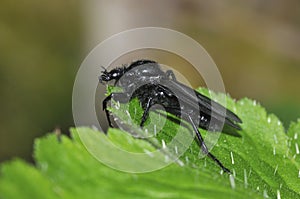 St. Mark's Fly - Bibio marci