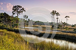 St. Marks National Wildlife Refuge photo