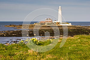 St Marys Lighthouse with daffodils