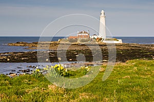 St Marys Lighthouse with daffodils photo