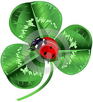 St. Patrick Day Three Leafed Clover and ladybug photo