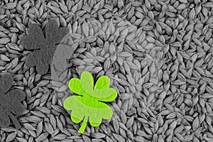 St patrick green clover among gray sheets of millet tinted background Different From The Crowd Concept