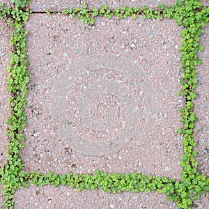 St. Patrick's Day background with green shamrock clovers.