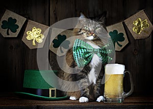 St. Patrick`s Day Cat with Beer