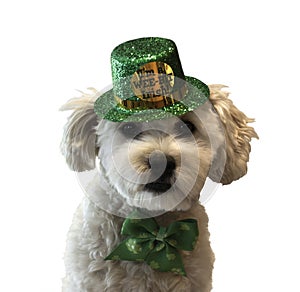 St. Patrick's Day Dog