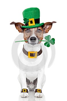 St. patrick's day dog