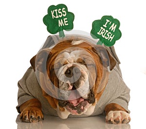 St. Patrick's Day dog