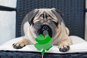 St. Patrick`s Day dog pug with paper clover