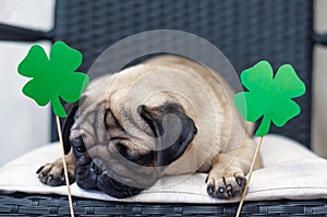 St. Patrick`s Day dog pug with paper green clover