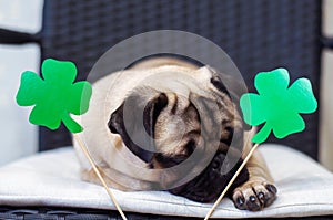 St. Patrick`s Day dog pug with paper green clover