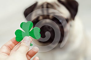 St. Patrick`s Day dog pug with paper green clover. Blurred pug