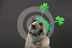 St. Patrick's Day Pug