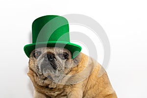 St. Patrick`s Day. Pug dog in a leprechaun hat on a white background